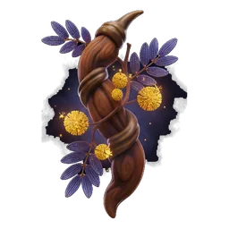 Acacia Pod